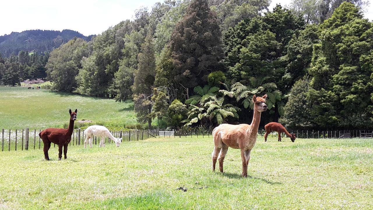 Vinegar Hill Bed & Breakfast Kauri Ngoại thất bức ảnh
